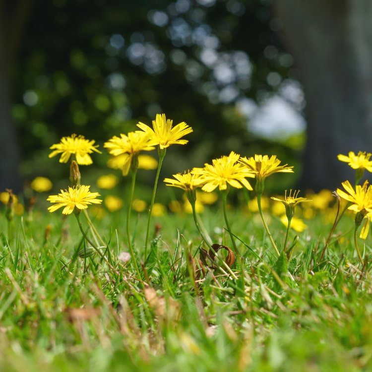 Żółte kwiaty na łące murawie panilaka.pl