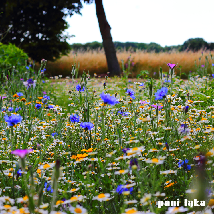 Kąkole polne na łące panilaka.pl