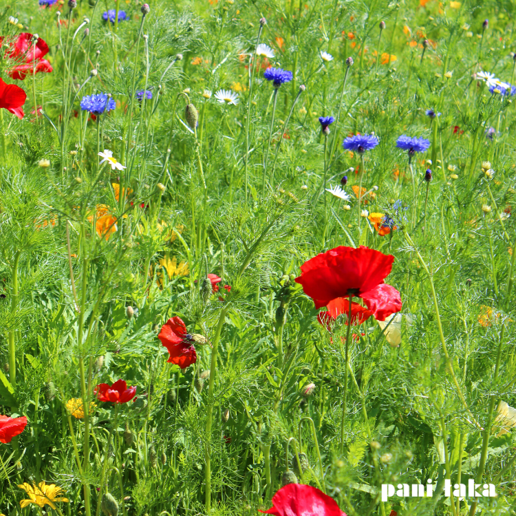 Maki polne na łące panilaka.pl