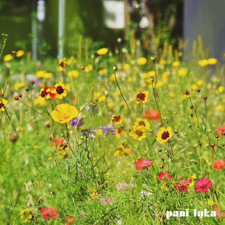 Kolorowe nachyłki na łące ekspresowej panilaka.pl