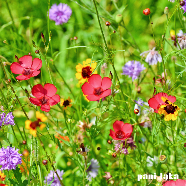 Len czerwony na łące ekspresowej panilaka.pl