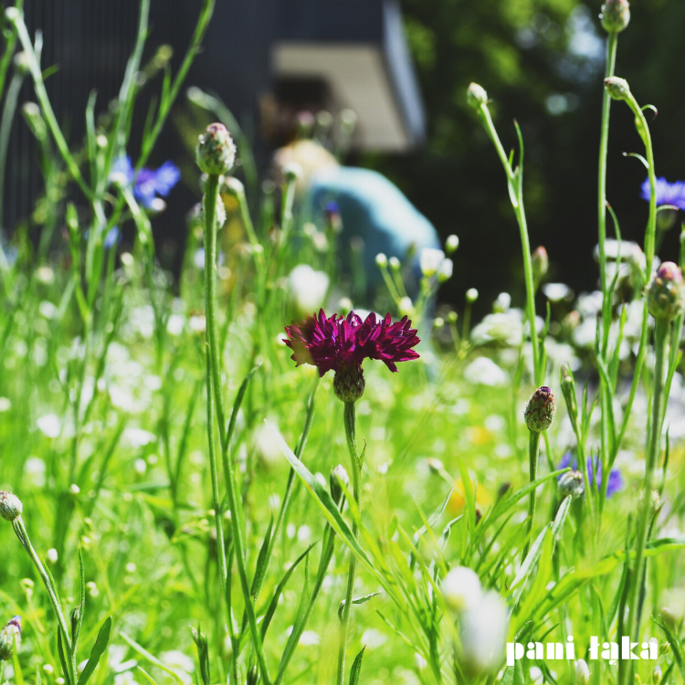 Chaber bławatek na łące ekspresowej panilaka.pl