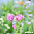 Kolorowe kwiatki balkonowe na łące panilaka.pl