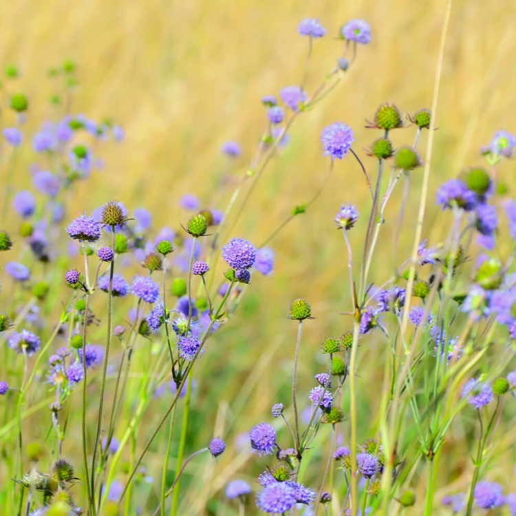 Kwiaty łąka murawa panilaka.pl