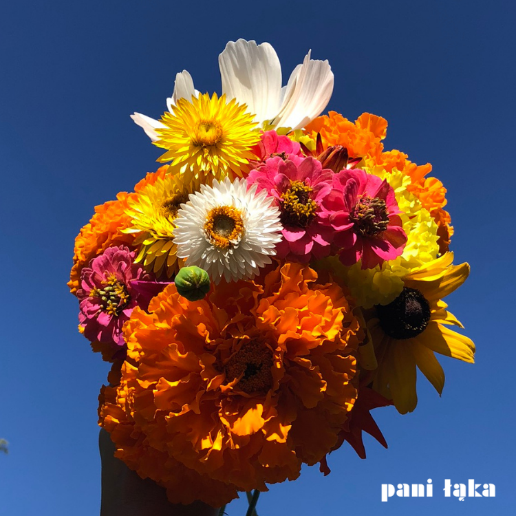 Bukiet kwiatów z łąki w fiolce Fundacja Łąka panilaka.pl