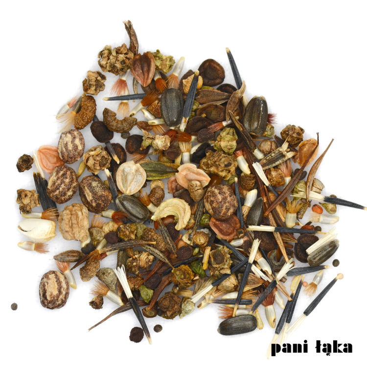 Łąka w fiolce Fundacja Łąka panilaka.pl