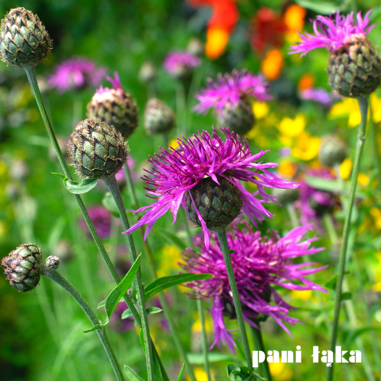 Chaber driakiewnik Centaurea scabiosa na łące panilaka.pl