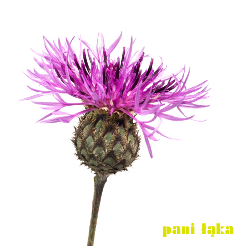 Chaber driakiewnik Centaurea scabiosa na białym tle panilaka.pl