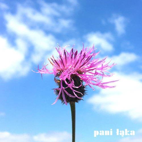Chaber driakiewnik Centaurea scabiosa na tle nieba panilaka.pl