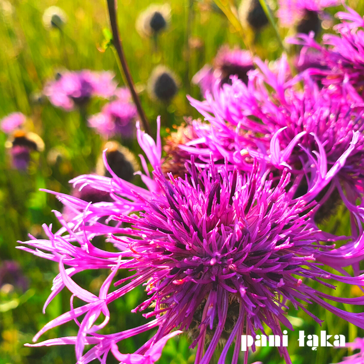 Chaber driakiewnik Centaurea scabiosa na łące panilaka.pl