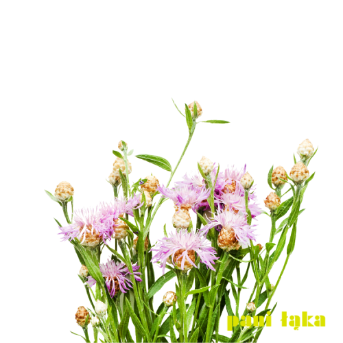 Chaber Centaurea jacea na białym tle panilaka.pl