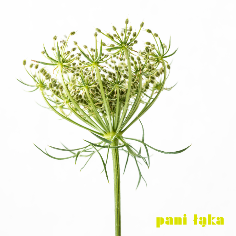 Kwiat marchwi zwyczajnej Daucus carota na białym tle panilaka.pl