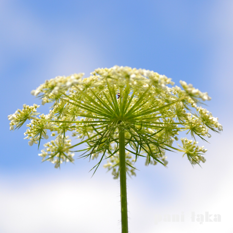 Kwiat marchwi zwyczajnej Daucus carota na tle nieba panilaka.pl