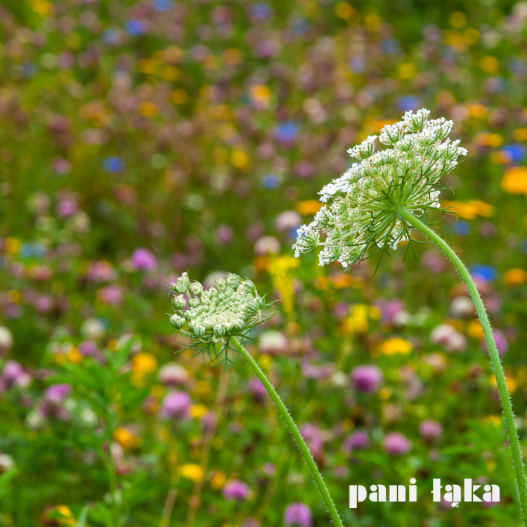 Kwitnąca marchew zwyczajna Daucus carota panilaka.pl