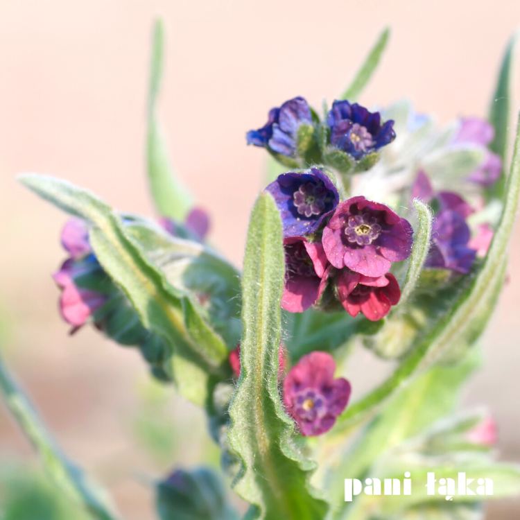 Kwiat ostrzenia pospolitego Cynoglossum officinale panilaka.pl