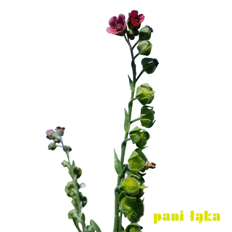 Ostrzeń pospolity Cynoglossum officinale na białym tle panilaka.pl