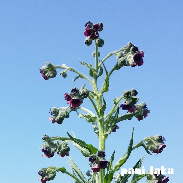 Ostrzeń pospolity Cynoglossum officinale na tle nieba panilaka.pl