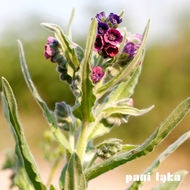 Kwiat ostrzenia pospolitego Cynoglossum officinale panilaka.pl