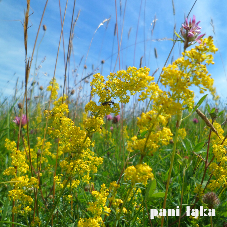 Łąka przytulia właściwa Galium verum panilaka.pl