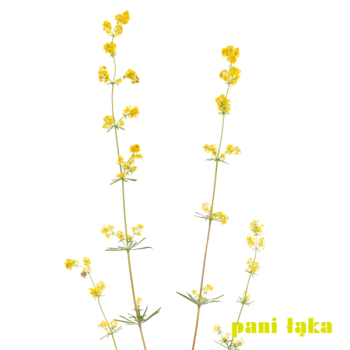 Kwiat przytulii właściwej Galium verum na białym tle panilaka.pl