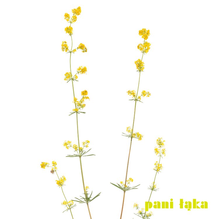 Kwiat przytulii właściwej Galium verum na białym tle panilaka.pl
