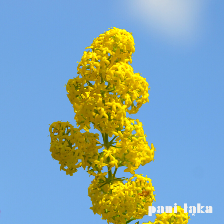 Kwiat przytulii właściwej Galium verum na tle nieba panilaka.pl