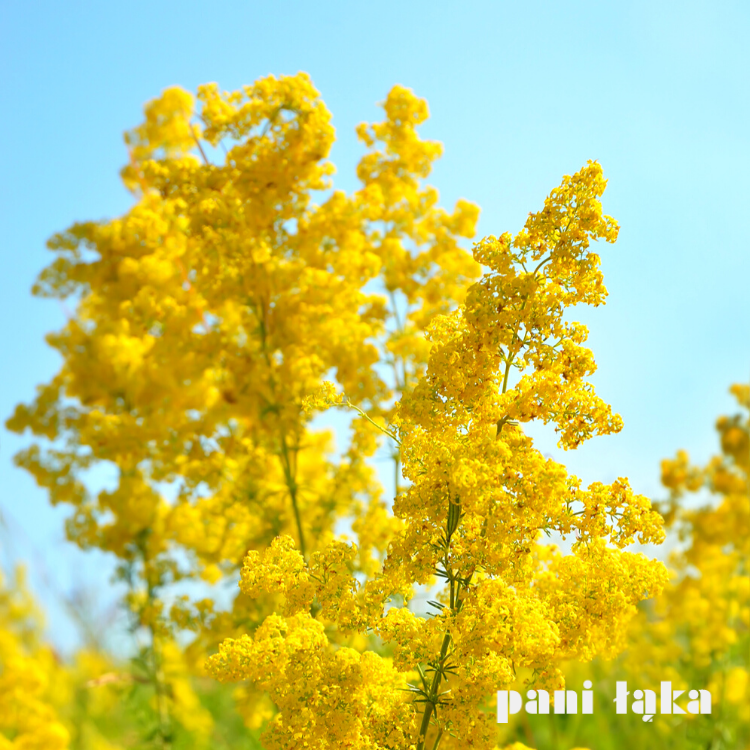 Kwiat przytulii właściwej Galium verum panilaka.pl