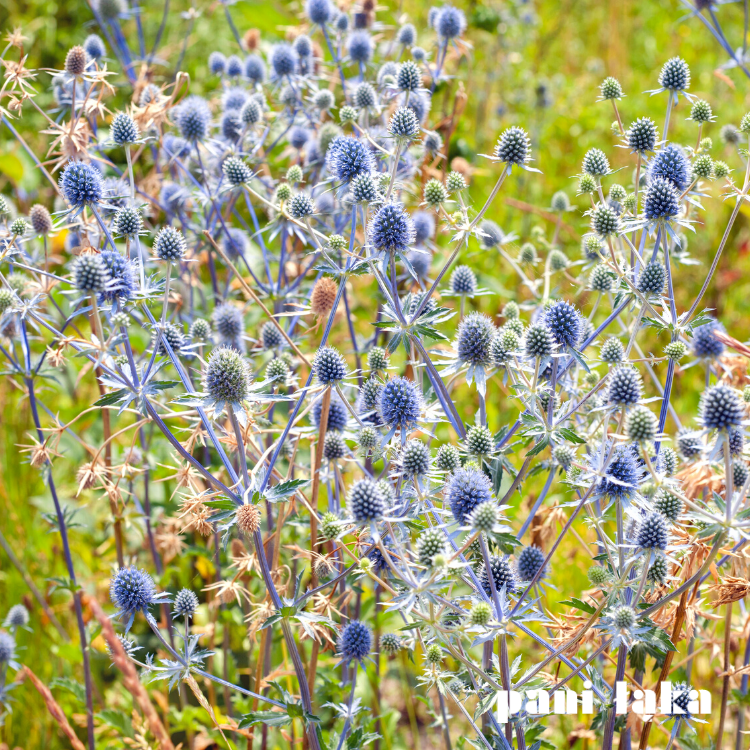 Mikołajek płaskolistny Eryngium planum na łące panilaka.pl