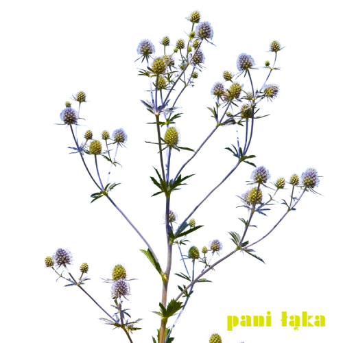 Mikołajek płaskolistny Eryngium planum na białym tle panilaka.pl
