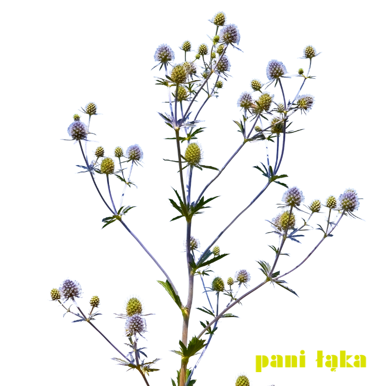 Mikołajek płaskolistny Eryngium planum na białym tle panilaka.pl
