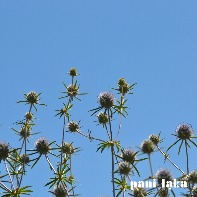 Mikołajek płaskolistny Eryngium planum na tle nieba panilaka.pl