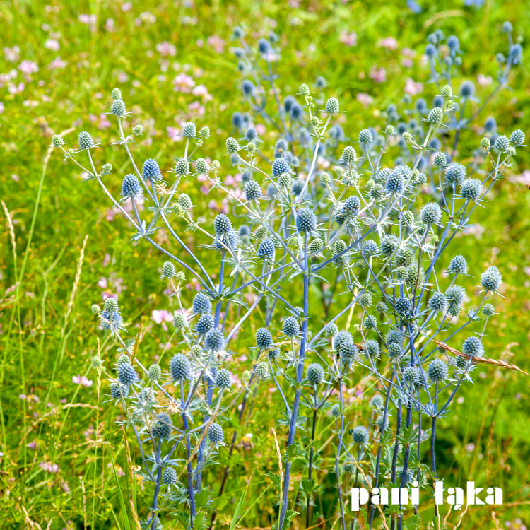 Mikołajek płaskolistny Eryngium planum na łące panilaka.pl