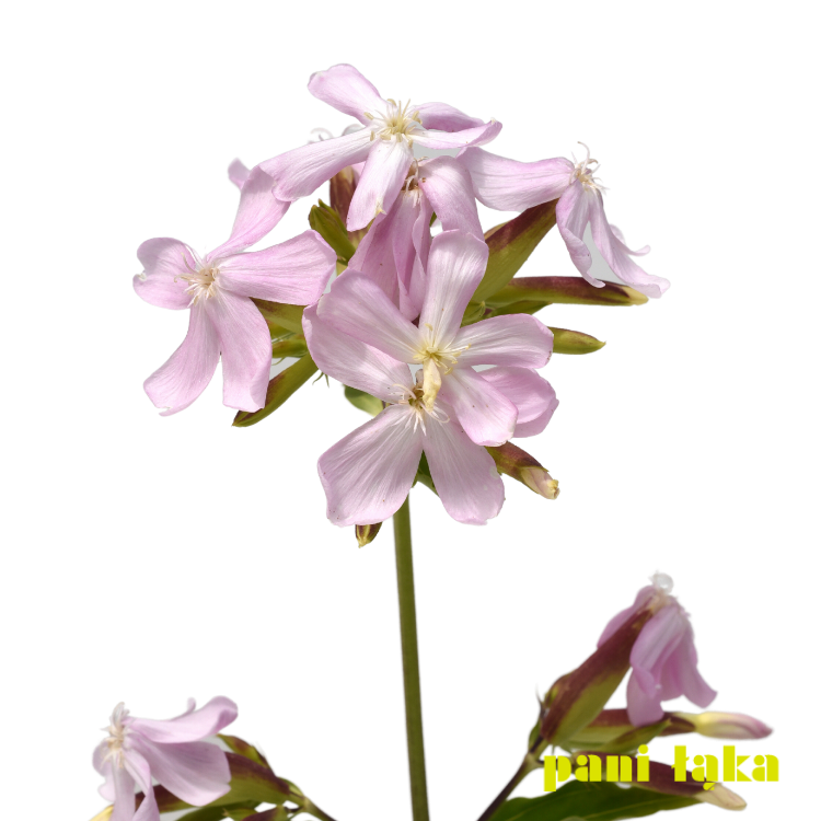 Mydlnica lekarska Saponaria officinalis na białym tle panilaka.pl