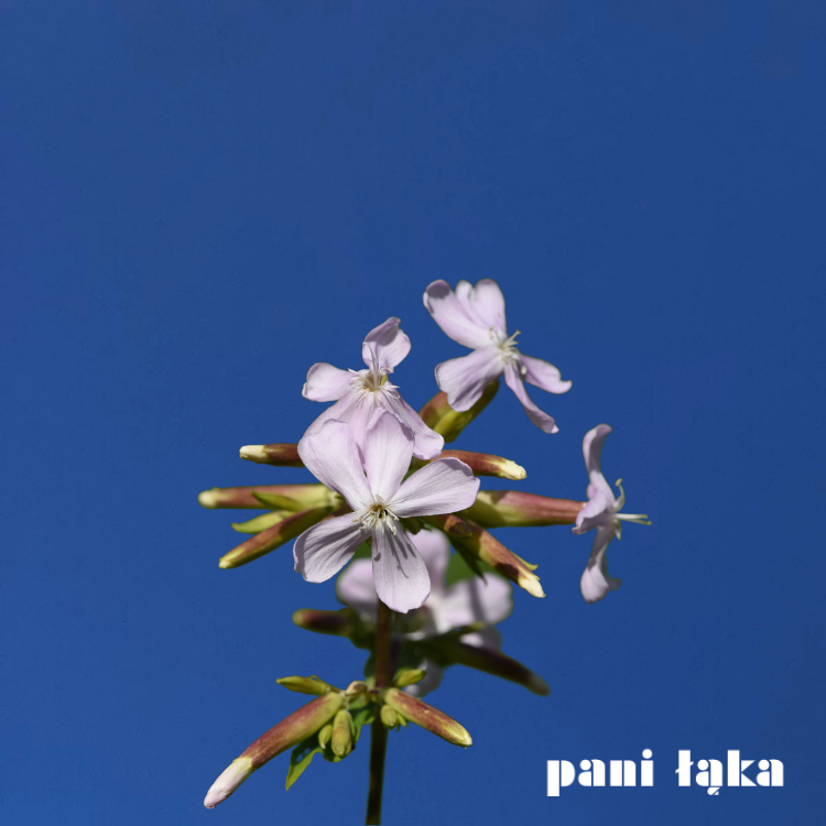 Mydlnica lekarska Saponaria officinalis na tle nieba panilaka.pl