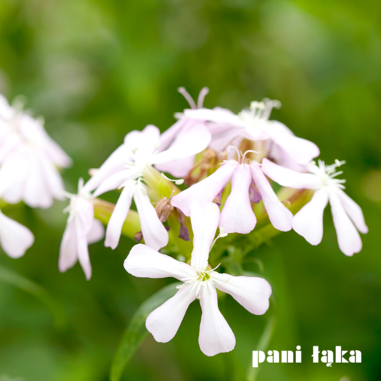 Kwiaty mydlnicy lekarskiej Saponaria officinalis z bliska panilaka.pl