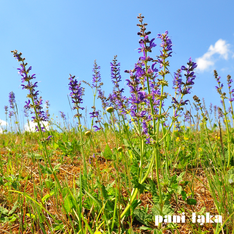 Szałwia łąkowa Salvia pratensis na łące panilaka.pl