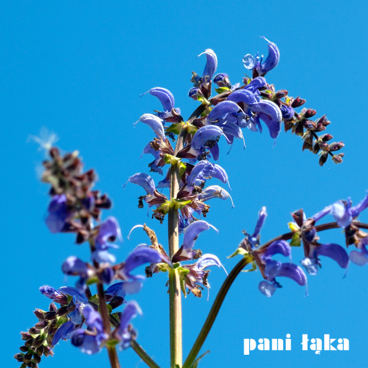 Szałwia łąkowa Salvia pratensis na tle nieba panilaka.pl