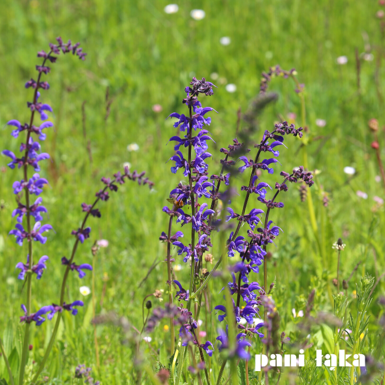 Szałwia łąkowa Salvia pratensis na łące panilaka.pl