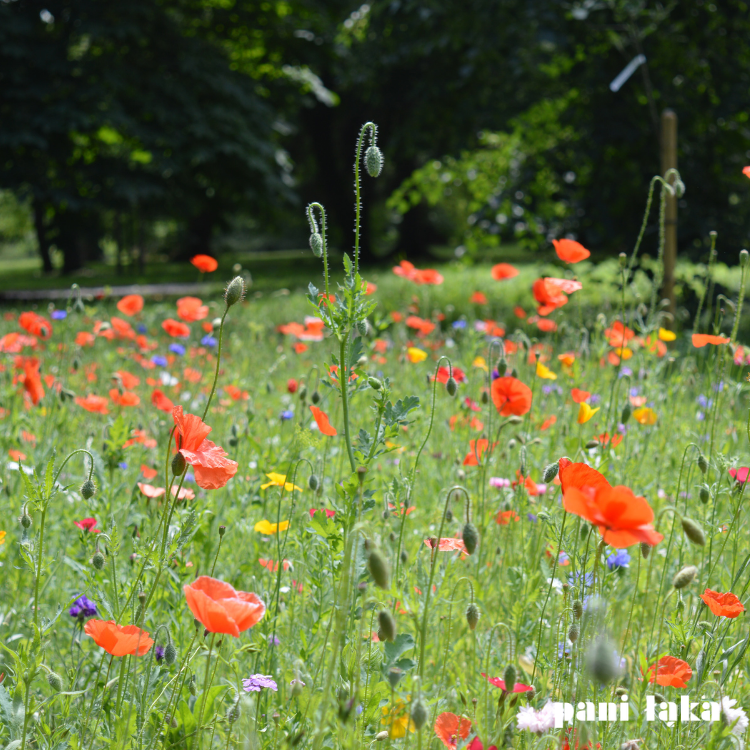 Maki polne na łące tęczowa panilaka.pl