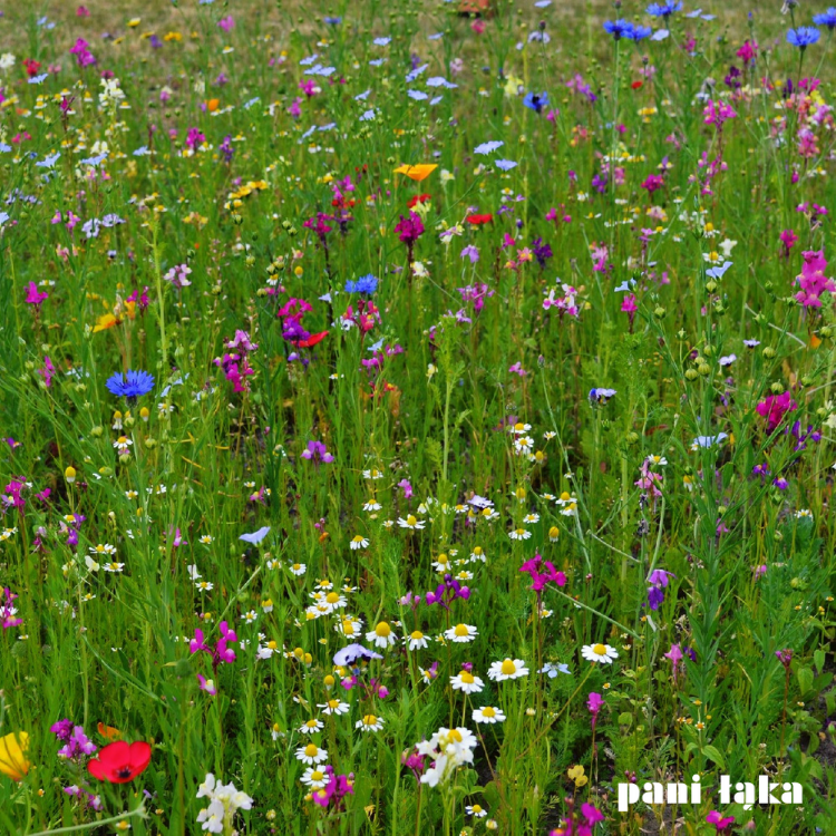 Kwiaty na łące tęczowej panilaka.pl