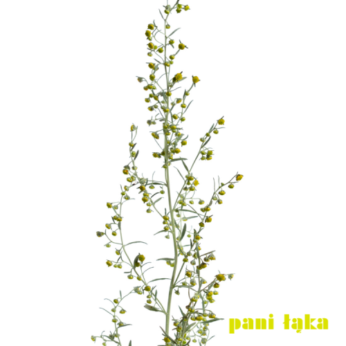 Bylica piołun Artemisia absinthium na białym tle panilaka.pl