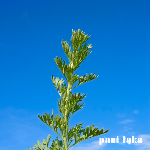 Bylica piołun Artemisia absinthium na tle nieba panilaka.pl