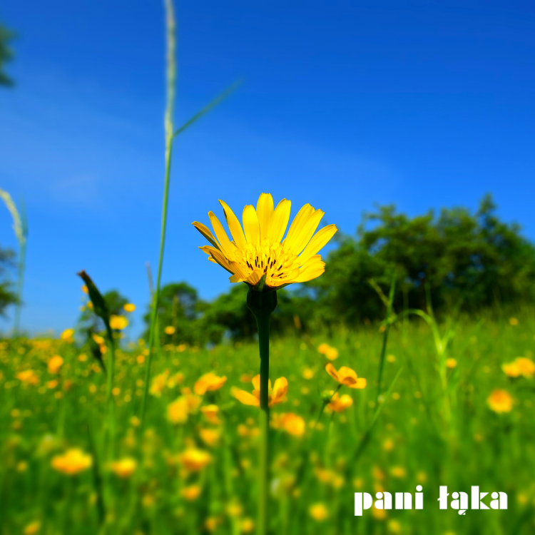 Kwiaty kozibrodu łąkowego na łące panilaka.pl