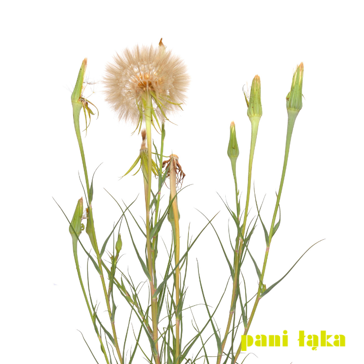 Kozibród łąkowy Tragopogon pratensis na białym tle panilaka.pl