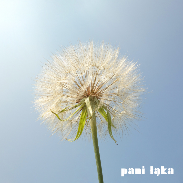 Dmuchawiec kozibrodu łąkowego Tragopogon pratensis na tle nieba panilaka.pl