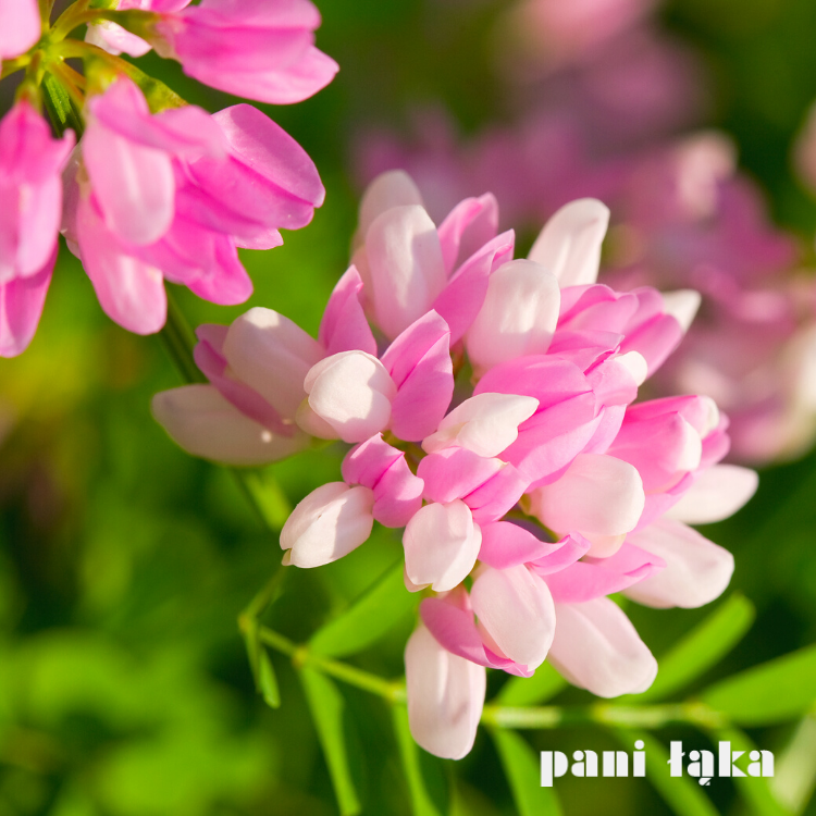 Kwiaty cieciorki pstrej Coronilla varia panilaka.pl