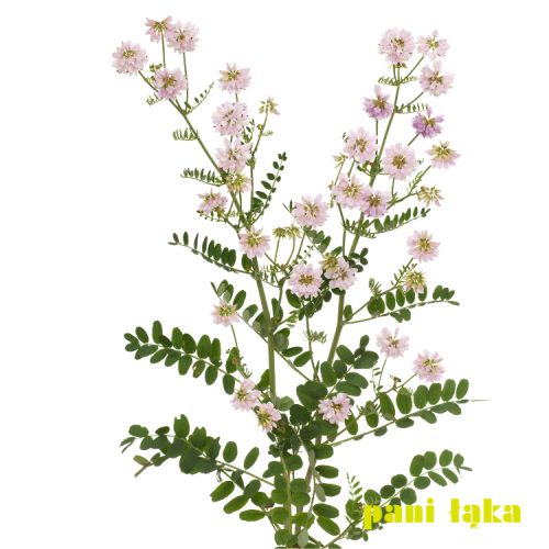 Cieciorka pstra Coronilla varia na białym tle panilaka.pl