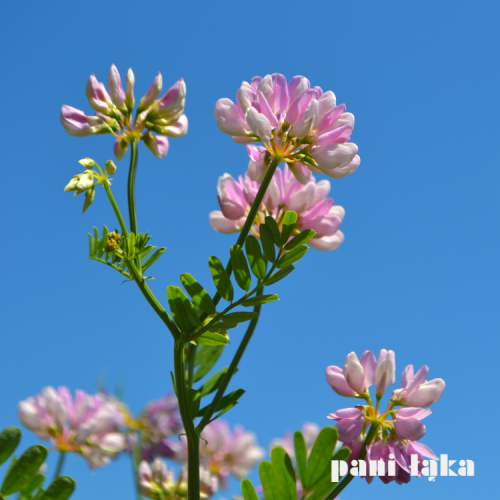 Cieciorka pstra Coronilla varia na tle nieba panilaka.pl