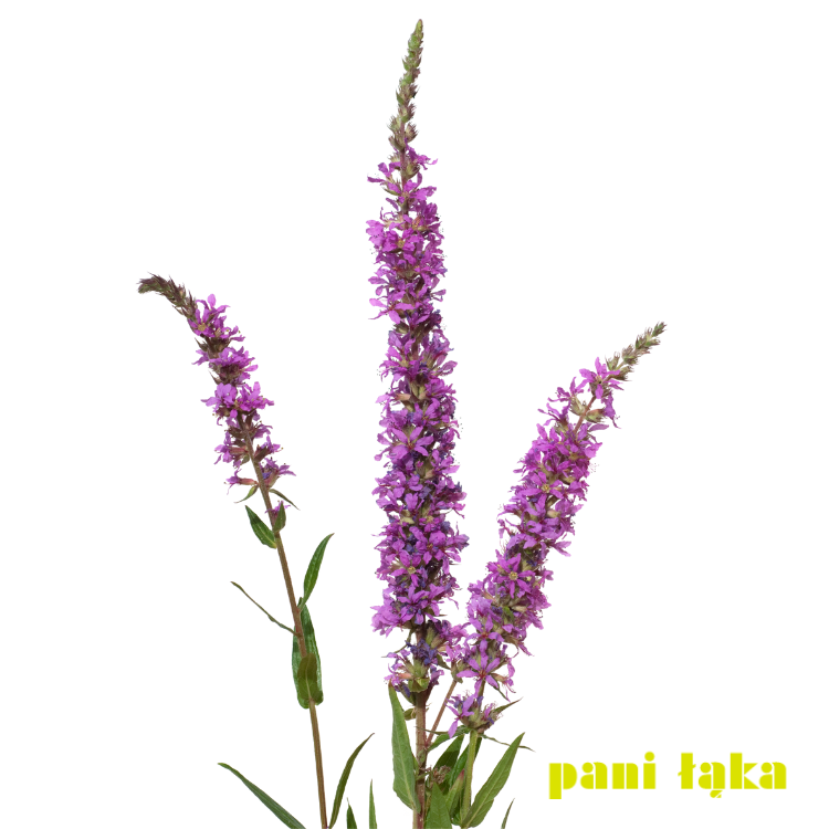 Krwawnica pospolita Lythrum salicaria na białym tle panilaka.pl