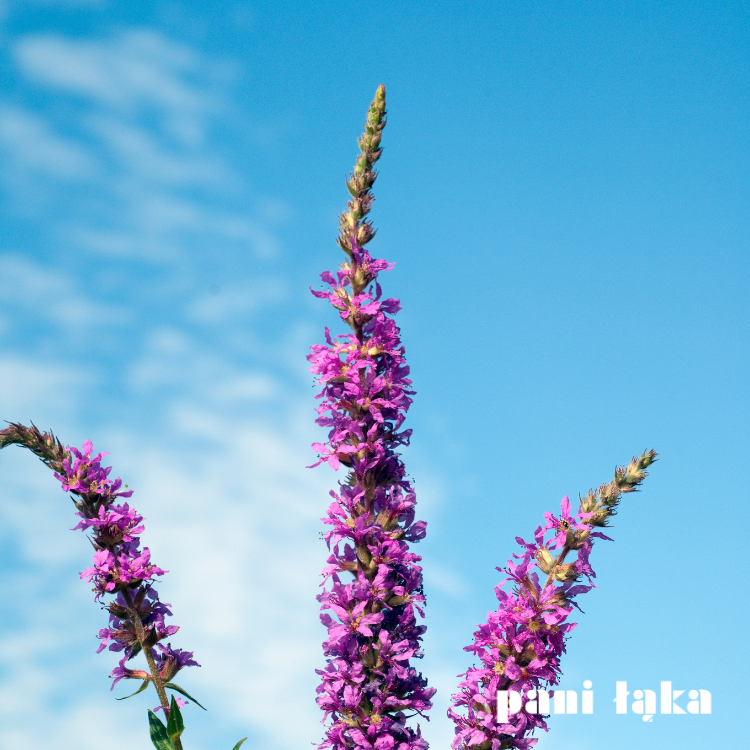 Krwawnica pospolita Lythrum salicaria  na tle nieba panilaka.pl